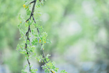 Vibrant Green Willow Buds in Spring Growth