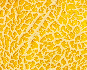 Nahaufnahme einer gelben Melone überzogen mit einem Netz aus Adern als Hintergrund