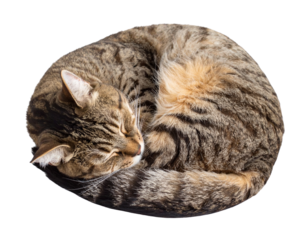 Sleeping Cat Curled Up in Cozy Position, isolated on transparent background PNG