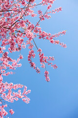 Beautiful Spring Cherry Blossom Floral Landscape