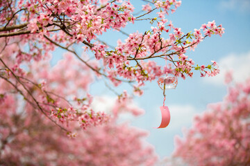 Romantic Cherry Blossom Tree with Wind Bells