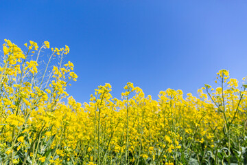 Spring Rapeseed Flower Field Scenic View