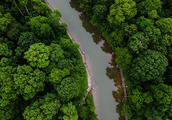 Aerial Top-Down View of Winding River Through Dense Green Tropical Forest