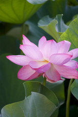 Fototapeta premium Ancient Origin Lotus