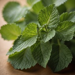 Lemon balm leaves isolated in studio photography.