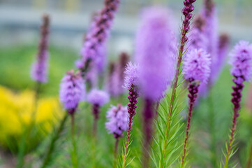 Obraz premium Close-up of Liatris spicata flower in summer garden, ornamental purple bloom
