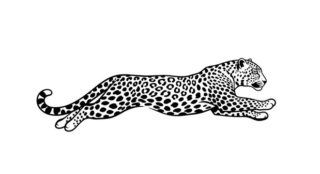 majestic leopard in motion elegant black and white illustration of a running leopard