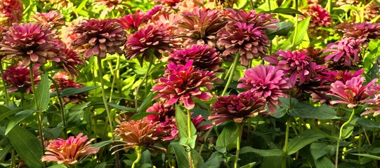 Beautiful close-up of vibrant burgundy and pink zinnias in a garden.