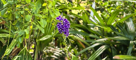 Purple duranta flowers with white edges bloom among vibrant green leaves and foliage.