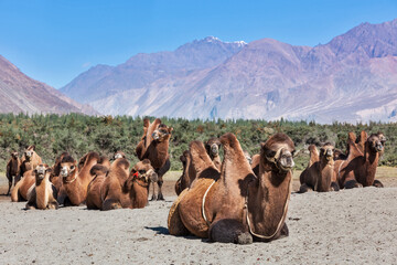 Bactrian Camel in Himalayan Desert Environment