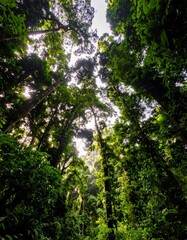 Fototapeta premium Lush forest canopy viewed from below (1)