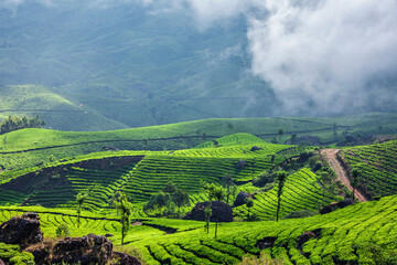 Misty Mountain Tea Terraces Landscape