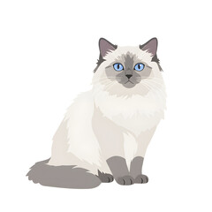 Ragdoll cat with striking blue eyes sitting and staring forward, displaying its fluffy white and grey fur with dark backgrounds