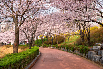 Spring Cherry Blossom Tree in Full Bloom Landscape