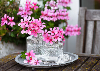 Pink geranium flowers arranged in clear glass vases on a rustic wooden table. The delicate blooms with vintage glass and soft garden background, create a fresh and charming still life. (Pelargonium)