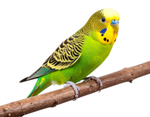 Budgerigar PNG – Colorful Parakeet Bird Transparent Background