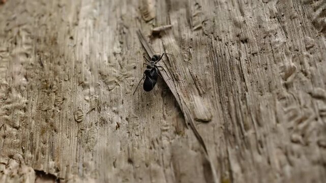 A macro shot of a black ant carrying food on a piece of wood.