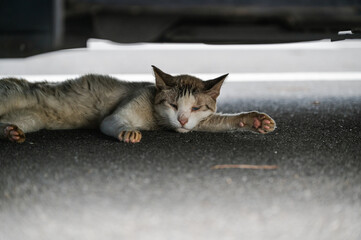 車の下で休む野良猫
