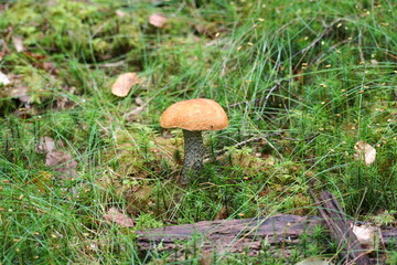 bolete mushroom in the forest
