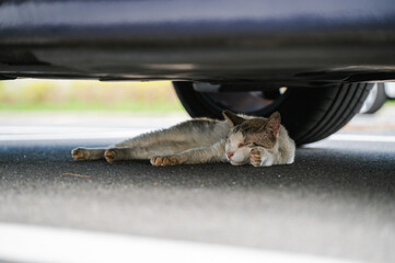 車の下で休む野良猫
