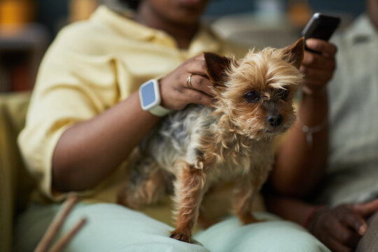 Black woman petting small Yorkshire Terrier dog while holding smartphone, sitting indoors with focus on dog, partial view of young adult man visible in background