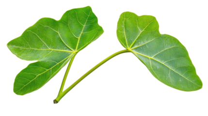 Detailed Green Fig Leaves Isolated on a Transparent Background Showcasing Natural Beauty and Freshness