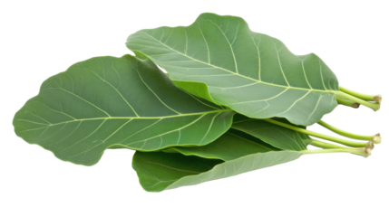 Fresh Green Fig Leaves on Transparent Background for Culinary and Botanical Uses