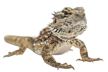 Fototapeta premium bearded dragon lizard