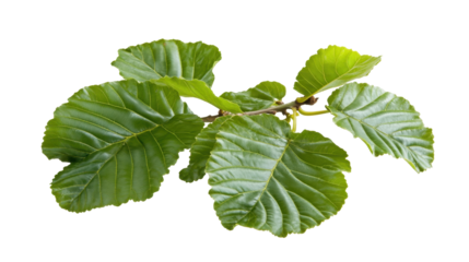Green Fig Leaves Branch Isolated on Transparent Background Showcasing Natural Beauty and Texture