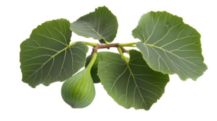 Green Fig Leaves with Vibrant Texture on a Transparent Background Representing Natural Growth
