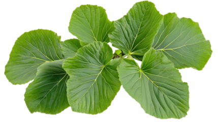Lush Green Fig Leaves Isolated on Transparent Background Exhibiting Natural Beauty and Texture