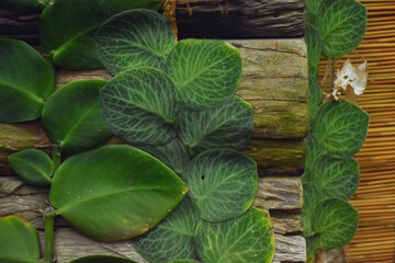 green leaves in the garden