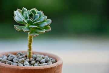 Little cactus on small pot, plant for decoration. Beautiful blooming cactus, selective focus blurred green nature background. Hobby during work from home concept.	
