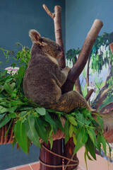 koala in a tree
