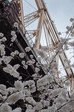 Cherry Blossoms Framing the Queensboro Bridge