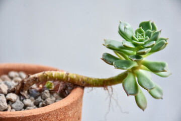 Little cactus on small pot, plant for decoration. Beautiful blooming cactus, selective focus blurred green nature background. Hobby during work from home concept.	
