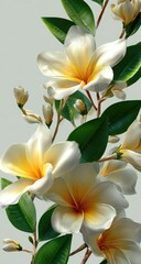 Obraz premium Close-up of plumeria blossoms and leaves, pale yellow-white flowers on a branch