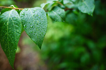 雨上がりの庭の水滴のついた葉