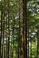 真っ直ぐ伸びる杉の美しい林