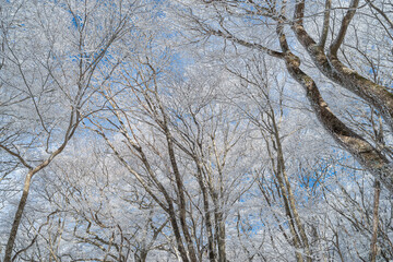 見上げると美しい霧氷と青空	