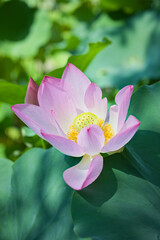 美しい桃色の蓮の花