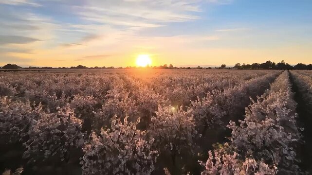 Golden sunset illuminates blooming almond orchard rows, evoking serene beauty and agricultural abundance as day transitions to evening.