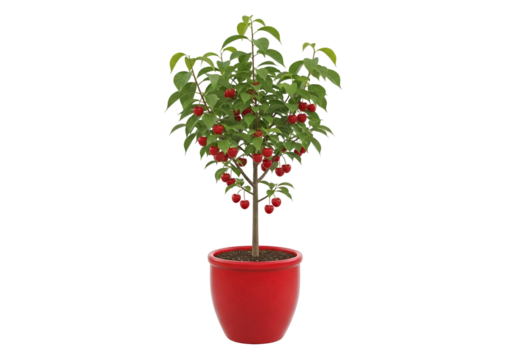 A vibrant cherry tree in a red pot, displaying lush green foliage and abundant ripe cherries against a dark background.