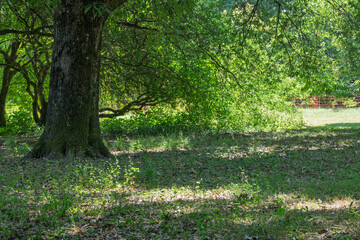 Prairie et lisi&egrave;res de la for&ecirc;t &ndash; harmonie naturelle