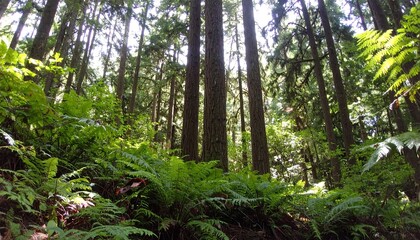 Obraz premium Lush forest floor looking up