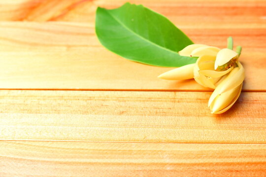 White Chempaka Flowers on wood planks background.