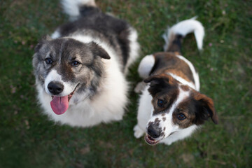 Happy dogs portrait outdoor - top view