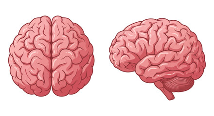 Human brain anatomy illustration with pink and black color schemes side by side