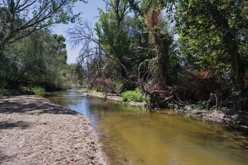 Serene riverside landscape with lush greenery and calm waters near the forest during midday light