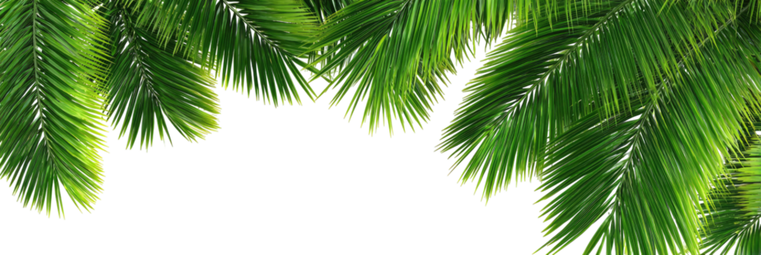 Lush Green Palm Fronds